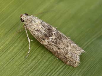 Ancylosis oblitella Z. adulte - �Lionel Taurand