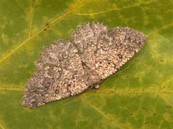 Charissa obscurata obscurata D. & S. adulte - �Philippe Mothiron