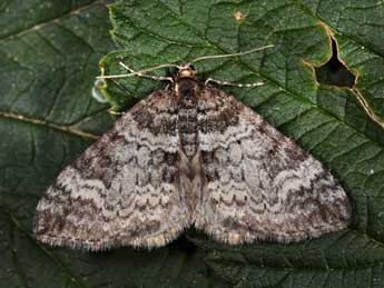 Perizoma obsoletata H.-S. adulte - �Philippe Mothiron