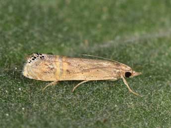 Euchromius ocellea Hw. adulte - �Philippe Mothiron