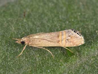 Euchromius ocellea Hw. adulte - �Philippe Mothiron