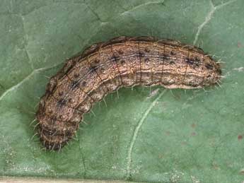  Chenille de Hoplodrina octogenaria Gze - �Kimmo Silvonen