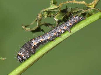  Chenille de Valeria oleagina D. & S. - �Philippe Mothiron