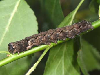  Chenille de Valeria oleagina D. & S. - �Philippe Mothiron