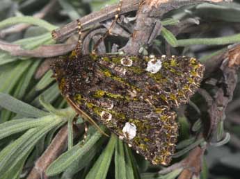 Valeria oleagina D. & S. adulte - �Philippe Mothiron