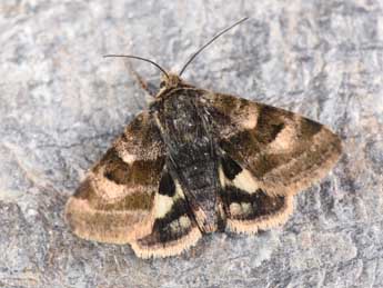 Heliothis ononis D. & S. adulte - �Philippe Mothiron