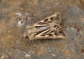 Eucoptocnemis optabilis Bsdv. adulte - �Lionel Taurand