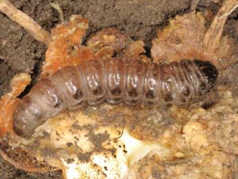  Chenille de Oxytripia orbiculosa Esp. - �Wolfgang Wagner, www.pyrgus.de