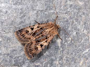 Chersotis oreina Dufay adulte - �Philippe Mothiron