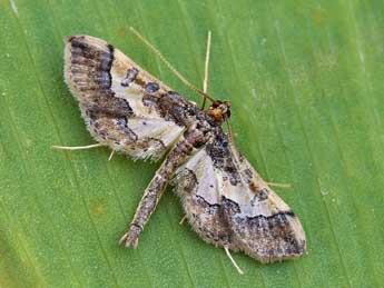 Hydriris ornatalis Dup. adulte - �Lionel Taurand