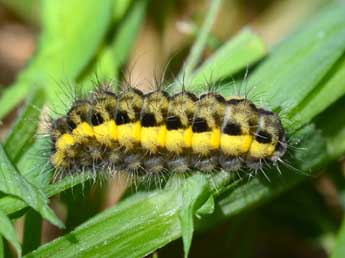  Chenille de Zygaena osterodensis Reiss - �St�phane Grenier
