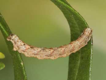  Chenille de Xanthorhoe oxybiata Mill. - �Heiner Ziegler