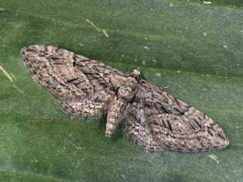 Eupithecia oxycedrata Rbr adulte - �Philippe Mothiron
