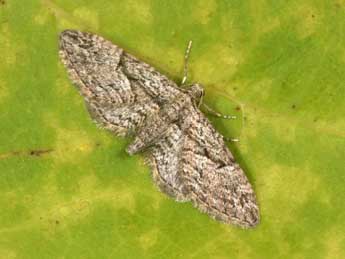 Eupithecia oxycedrata Rbr adulte - �Philippe Mothiron