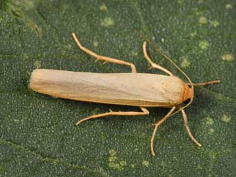 Manulea pseudocomplana Danl. adulte - �Philippe Mothiron