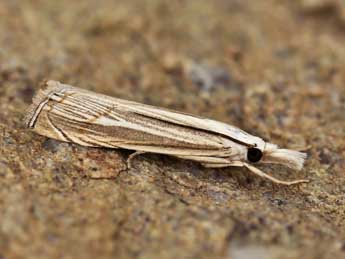 Mesocrambus pallidellus Dup. adulte - �Lionel Taurand