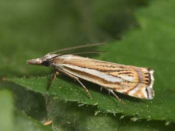 Crambus palustrellus Rag. adulte - �Philippe Mothiron