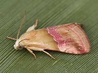 Eublemma parva Hb. adulte - �Lionel Taurand