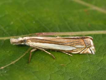 Crambus pascuella L. adulte - �Philippe Mothiron