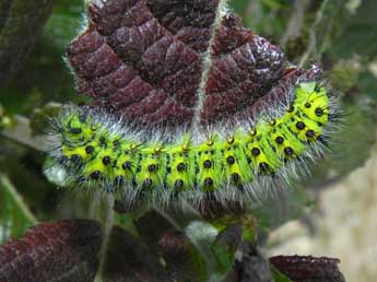  Chenille de Saturnia pavonia L. - �Philippe Mothiron
