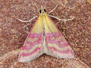 Pyrausta pellicalis Stgr adulte - �Friedmar Graf
