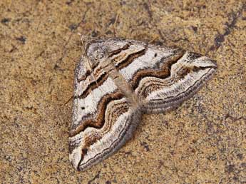 Scotopteryx peribolata Hb. adulte - �Lionel Taurand