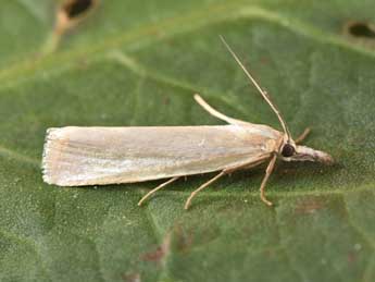 Crambus perlellus Scop. adulte - �Philippe Mothiron