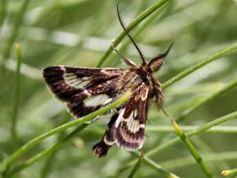Tretopteryx pertusalis Gey. adulte - �Muhabbet Kemal, On the Pyralidae of South East Turkey