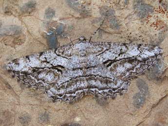 Peribatodes perversaria Bsdv. adulte - �Lionel Taurand