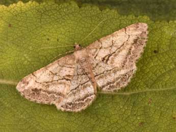 Peribatodes perversaria Bsdv. adulte - �Philippe Mothiron