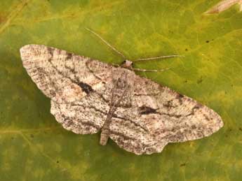 Peribatodes perversaria Bsdv. adulte - �Philippe Mothiron