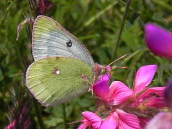 Colias phicomone Esp. adulte - �Philippe Mothiron