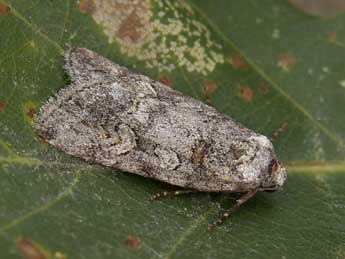 Stilbia philopalis Grasl. adulte - �Lionel Taurand