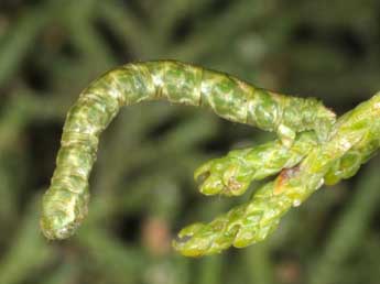  Chenille de Eupithecia phoeniceata Rbr - �Wolfgang Wagner, www.pyrgus.de