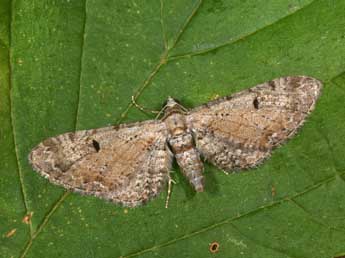 Eupithecia pimpinellata Hb. adulte - �Philippe Mothiron