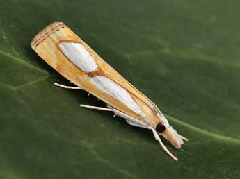 Catoptria pinella L. adulte - �Lionel Taurand