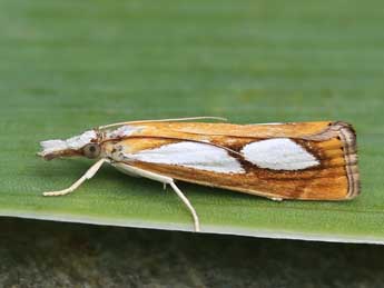 Catoptria pinella L. adulte - �Lionel Taurand