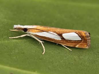 Catoptria pinella L. adulte - �Lionel Taurand