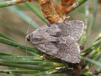 Bryonycta pineti Stgr adulte - �Lionel Taurand