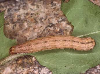  Chenille de Ochropleura plecta L. - �Kimmo Silvonen