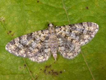 Eupithecia poecilata P�ng. adulte - �Philippe Mothiron
