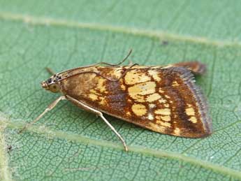 Evergestis politalis D. & S. adulte - �Lionel Taurand