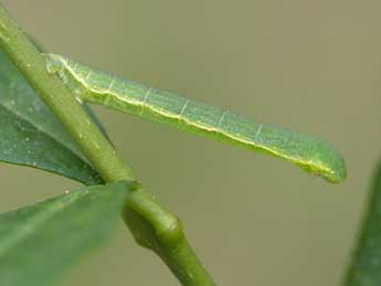  Chenille de Trichopteryx polycommata D. & S. - �Jeroen Voogd