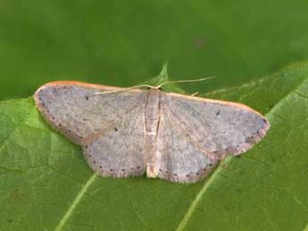 Idaea predotaria Hrtg adulte - �Philippe Mothiron