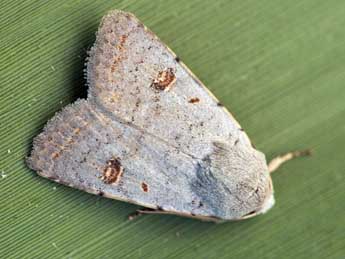 Caradrina proxima Rbr adulte - �Daniel Morel