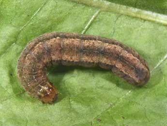  Chenille de Lasionhada proxima Hb. - �Philippe Mothiron