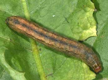  Chenille de Lasionhada proxima Hb. - �Philippe Mothiron