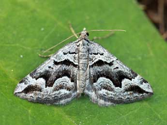 Scotopteryx proximaria Rbr adulte - �Daniel Morel