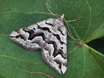 Scotopteryx proximaria Rbr adulte - �Daniel Morel