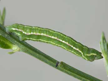  Chenille de Pseudoterpna pruinata Hfn. - �Jeroen Voogd